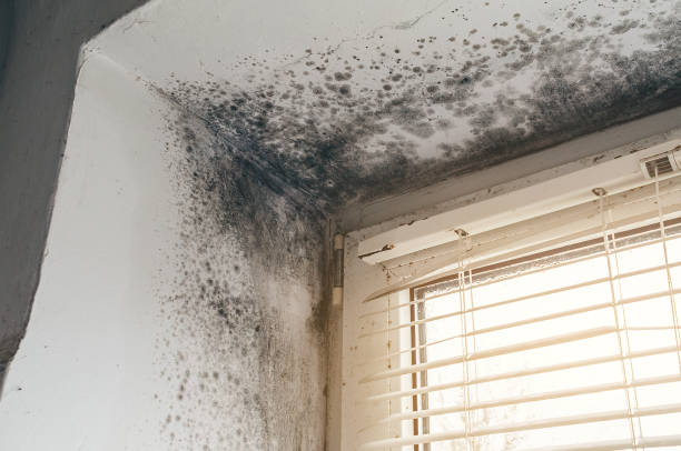 Affordable Attic Mold Remediation solutions in Avenue, MD