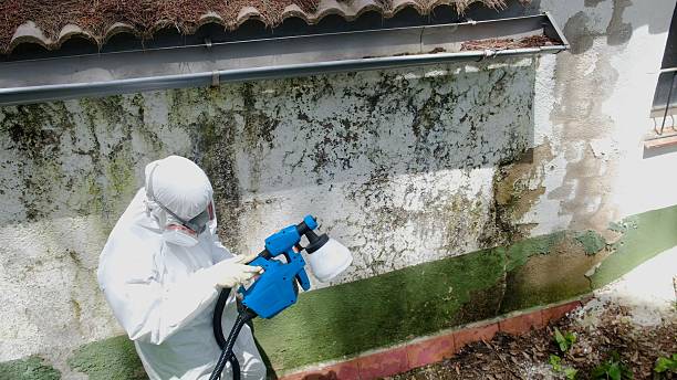 Top rated local Attic Mold Remediation specialists in Avenue, MD